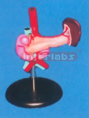 NATURAL PANCREAS WITH SPLEEN & DUODENUM ON PLASTIC BASE